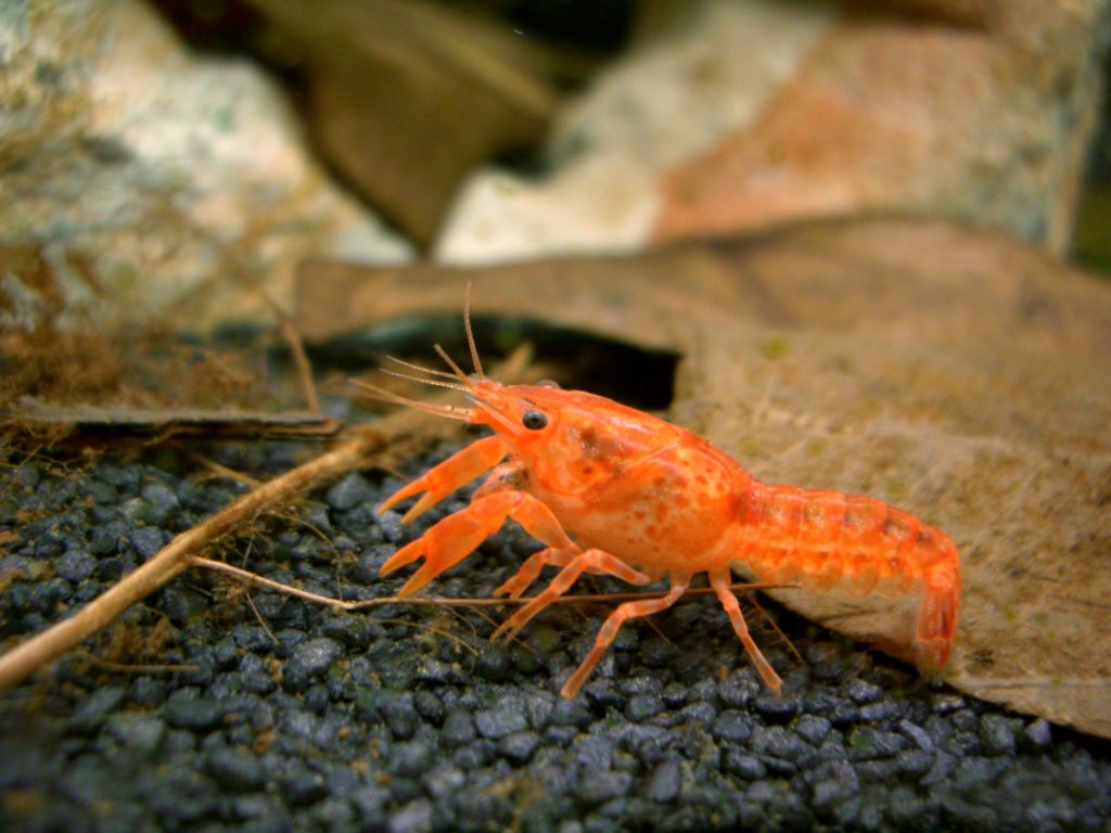 Crayfish