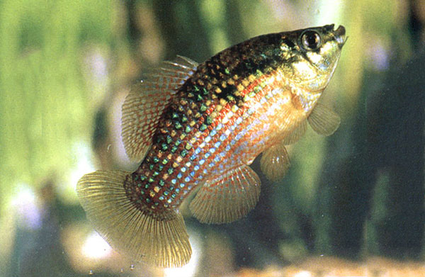 Killifish