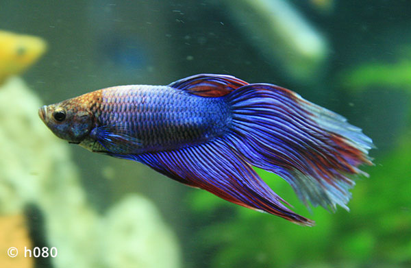 Labyrinth Fish