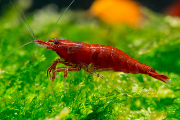 Neocaridina