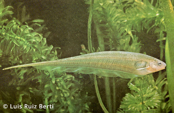 Neotropical Electric Fish