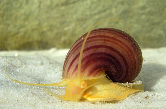 Gastropods