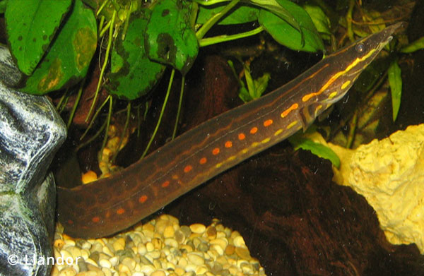 Spiny Eels