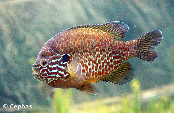 Sunfish & Relatives