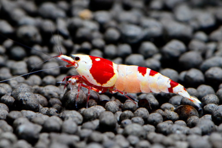 Crystal Red Shrimp (Top Grade) – Aqua-Nautic Specialist